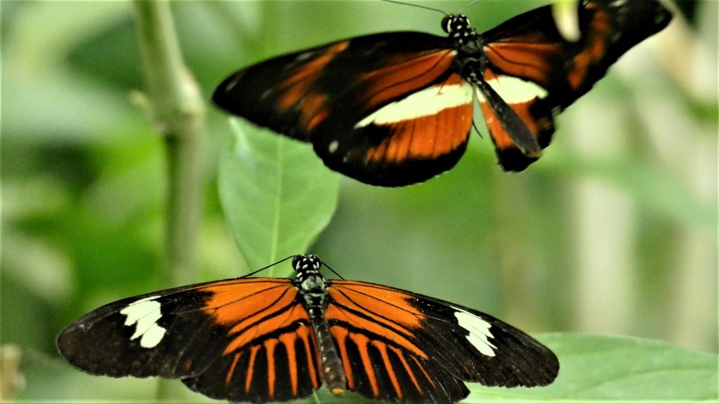 Schmetterlinge Reha Sport Wellness